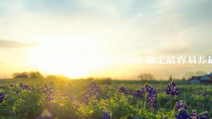 有哪些观赏鱼是迄今为止确定最容易养最不容易死的？